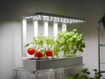 Comment créer un potager d'intérieur sous led sur 0,5 m² pour récolter tomates et herbes toute l'année
